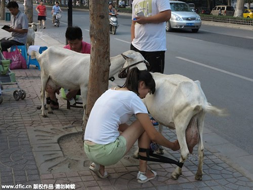 Năm ngoái, một cặp vợ chồng nông dân trẻ ở Tây An (Trung Quốc) cũng đã mang dê ra phố vắt sữa tại chỗ và bán với giá 10 nhân dân tệ (tương đương 35 ngàn đồng)/chai.