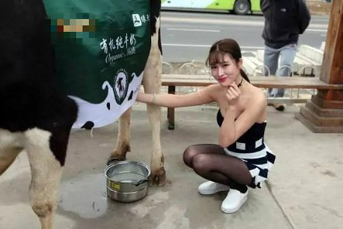 Thiếu nữ này nhanh chóng thu hút sự chú ý của người dân Bắc Kinh khi diện một chiếc váy quây mát mẻ. Vừa tạo dáng, cô vừa luôn tay vắt sữa tươi từ con bò được dắt theo.