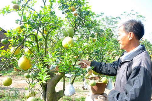 Ông Giáp đang chăm sóc một cây ngũ quả tán “trăm hoa đua nở” tại vườn nhà. “Hiện, đã có nhiều khách tham quan, ngỏ ý muốn mua song tôi chưa muốn bán mà chờ đến cận ngày cây đẹp giá sẽ còn cao hơn. Dự kiến Tết này tôi sẽ đưa ra thị trường khoảng trên dưới 10 cây, trung bình mỗi cây có giá từ vài triệu đồng đến dưới 10 triệu đồng” – ông Giáp cho hay.