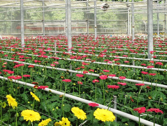 Vạn Thành là một trong 3 làng hoa lớn nhất Việt Nam. Tại đây, du khách sẽ được giới thiệu về kỹ thuật trồng hoa trong nhà kính cũng như tham quan, chụp ảnh lưu niệm cùng hàng nghìn bông hoa đang khoe sắc thắm. Sau Vạn Thành, du khách sẽ trải nghiệm thung lũng vàng, núi Langbiang, vườn dâu tây; nhà ga Đà Lạt, chùa Linh Phước và khu phố Pháp trong tour ngoại thành.