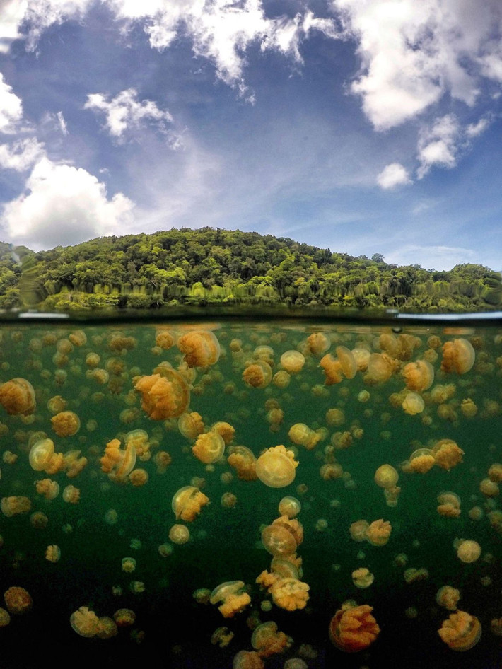 Hồ sứa (Jellyfish lake) là một hồ nước mặn khá lớn ở quốc đảo Palau thông với Thái Bình Dương qua các hang động ngầm trong núi đá. Cư dân chủ yếu tại đây chính là loài sứa vàng và sứa mặt trăng, xâm nhập vào hồ cách đây hàng nghìn năm và bị mắc kẹt ở lại. Trải qua nhiều năm, số lượng loài sứa này đã đạt đến hàng triệu con. Hồ là điểm thu hút đông đảo du khách yêu thích bộ môn lặn biển. Ảnh: Benjamin Lowy/Contrtibutor/Getty Images.