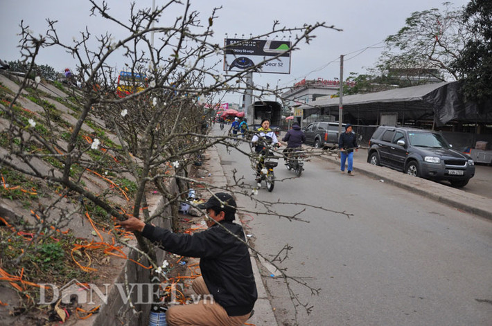 Với gần 10 năm kinh doanh hoa lê rừng, anh Chu Sỹ Trường (31 tuổi, quê ở Bắc Giang), chủ một gian hàng bán hoa lê rừng ở chợ Quảng An cho biết: Miền Bắc có nhiều nơi có lê rừng như Cao Bằng, Lào Cai…, nhưng lê rừng ở Lạng Sơn là họ tứ quý, có hoa, dáng cổ đẹp nhất nên được khách Thủ đô rất thích, dù bán giá cao hàng chục triệu đồng/cành vẫn có nhiều người mua.