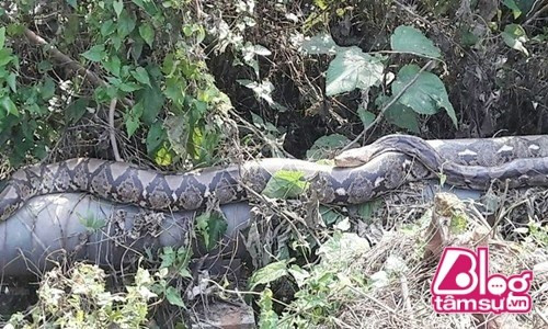 Theo báo cáo hôm qua (23/2), trên tường nhà người dân tại vùng Wiang Kham, Phayao, Thái Lan, phát hiện thấy một cặp trăn lạ dài khoảng 5 mét đang nằm cuộn tròn phơi mình dưới ánh nắng mặt trời vào buối sáng sớm hoặc chiều tà từ ngày 17/2. Thậm chí, nó còn cuộn tròn trên cành hoặc đường ống nước ven sông. Rất nhiều người dân đã chứng kiến cảnh tượng kỳ lạ này mỗi ngày. Một số người cho rằng đây rất có thể là loài trăn thần và ra lệnh cấm làm tổn thương con vật. Một nhóm người khác còn mang hương đến để cầu nguyện tại khu vực con vật xuất hiện.