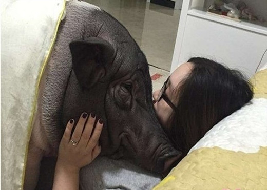 Rất nhiều hình ảnh của cô và chú lợn này liên tục được cô chia sẻ trên trang cá nhân. Nhiều người đã rất kinh ngạc khi xem lại những bức ảnh đó và không thể hiều hết được sở thích cũng như hành động "kì dị" của cô gái trẻ.