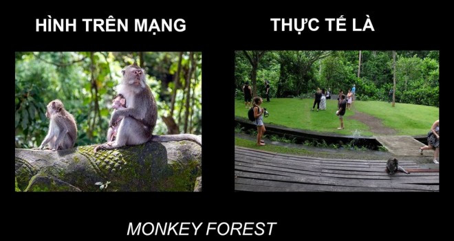 Tại khu rừng khỉ, bạn sẽ khó có thể bắt gặp những chú khỉ thân thiện, thay vào đó chỉ là những đám đông đang tìm kiếm và chụp hình.