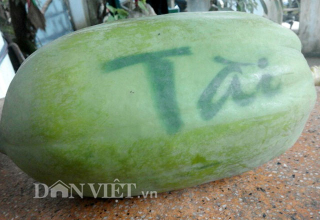 Chị Nguyễn Thị Cẩm Nhung - một thành viên khác trong nhóm sản xuất đu đủ in chữ thông tin thêm, ý tưởng của nhóm xuất phát từ việc cảm thấy thị trường hiện nay rất ưa chuộng đu đủ có da màu vàng, cùng với những kinh nghiệm đúc kết được qua kỹ thuật bao trái, nhóm đã quyết định thử nghiệm và đã thành công.