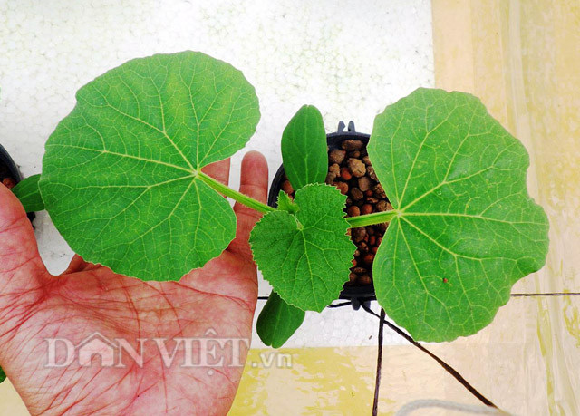 Nói về điểm tối ưu khi trồng dưa lưới bằng phương pháp thủy canh, anh Jacky Chiêm chia sẻ, trồng bằng phương pháp thủy canh không mất nhiều thời gian chăm sóc cây giống như trồng thổ canh.