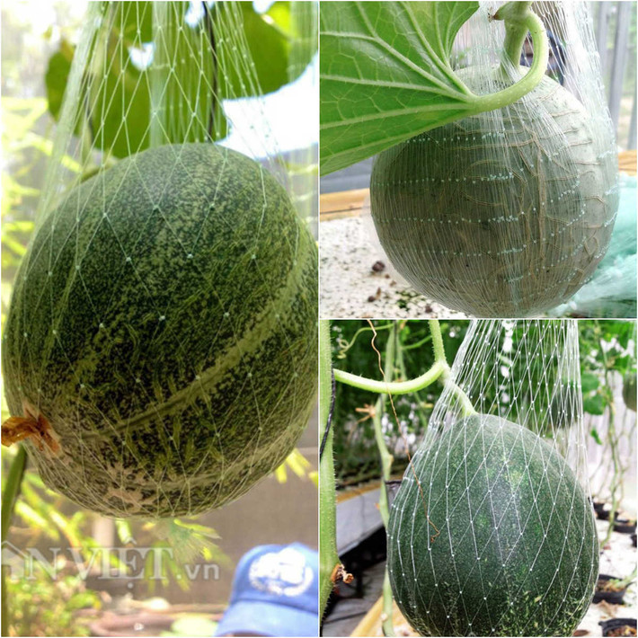 Bắt đầu trồng rau từ 4 năm trước, thời gian đầu, anh Vũ trồng chủ yếu theo phương pháp thổ canh để mong có được những nông sản xanh, sạch cho bữa cơm của gia đình hàng ngày. Đặc biệt, trồng rau sạch lúc đó còn có một mục đích to lớn hơn đó là mang lại các loại rau sạch cho cô công chúa của anh chuẩn bị chào đời..