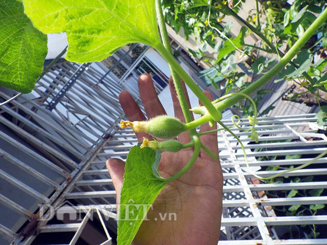 Anh Vũ thường chọn những quả dưa đẹp nhất để lại và ngắt bỏ các quả còn lại để chất dinh dưỡng tập trung nuôi quả được tốt.
