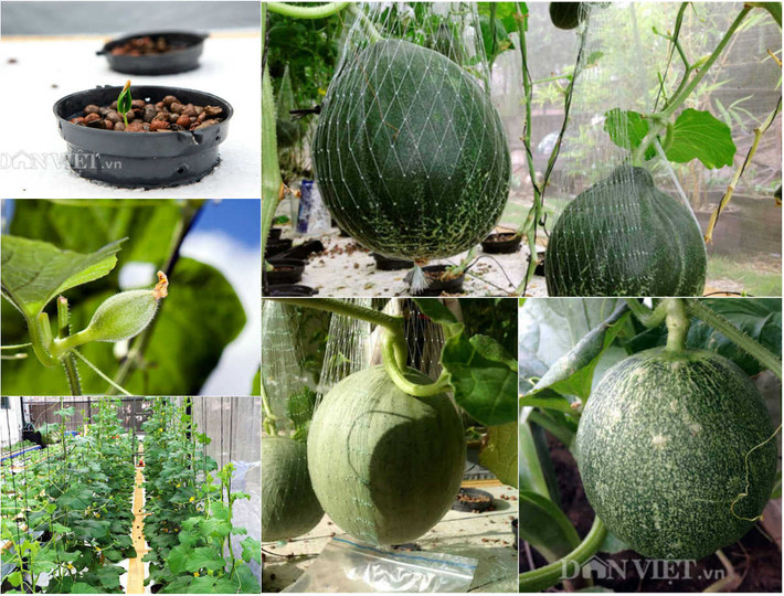 Đó là một trong những bí quyết trồng dưa lưới bằng phương pháp thủy canh được anh Chiêm Nguyễn Anh Vũ (Bình Thạnh, TP.HCM) tiết lộ sau khi thu hoạch được 2 tạ dưa lưới trong khu vườn 40m2 ngay từ những lần đầu tiên trồng thử nghiệm.