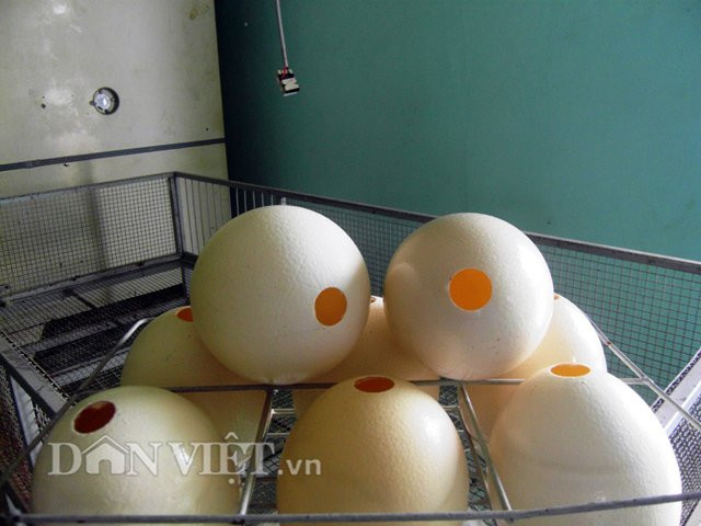 Giá bán trứng đà điểu hiện dao động từ 110.000 – 140.000 đồng/quả trứng và từ 50.000 – 60.000 đồng/vỏ trứng. Vỏ trứng qua bàn tay của các nghệ nhân có thể được chế tác thành đồ thủ công mỹ nghệtrang trí trong gia đình, giá bán sau khi chế táctừ 200.000 – 300.000 đồng/sản phẩm.