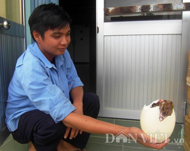 Tại Trung tâm giống đà điểu Ninh Hòa (Khánh Hòa), nhữngquả trứng sau khi đà điểu đẻ rađược các nhân viên của trung tâm bảo vệ rất cẩn thận. Trứng đà điểu được vận chuyển từ nơi đẻ trứng và đưa vào hệ thống máy ấp nở rất bài bản.