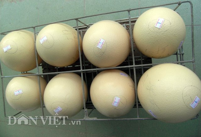 Trứng đà điểu được đánh số cẩn thận.