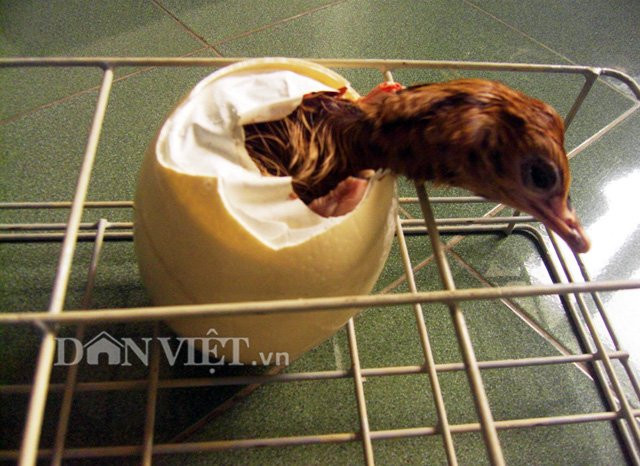 Anh Ngô Văn Tưởng – Trưởng phòng kỹ thuật Trung tâm giốngđà điểuNinh Hòa cho biết, đà điểu đẻ quanh năm, mỗi đợt từ 7 - 10 quả trứng, sau đó đà điểu mẹ nghỉ trong thời gian 10 – 20 ngày sẽ đẻ lại, trứng được ấp nở trong thời gian khoảng 40 ngày sẽ nở thành con, tỷ lệ ấp nở luôn đạt trên 80%.