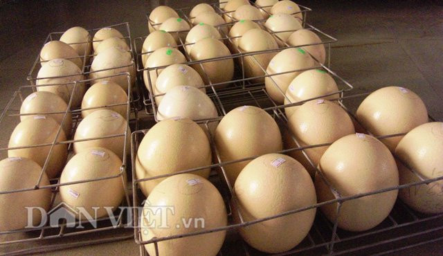 Tương đương với hình dáng cao to của đà điểu, trứng đà điểu cũng thuộc dạng "khủng" với trọng lượng mỗi quả từ 1,3- 1,5kg. Mỗi quả trứng có chiều dài trung bình dao động 14- 15cm, rộng khoảng 12cm, bên ngoài được bao bọc bằng một lớp vỏ cứng có màu trắng vàng, bên trong có lòng đỏ và lòng trắng như trứng thông thường.