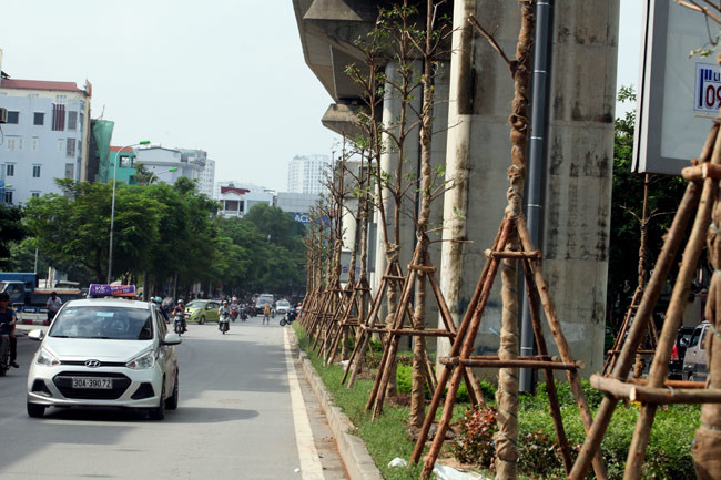 Trên phố Hoàng Cầu, cây được trồng sát, men theo trụ đường sắt.