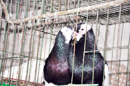Cận cảnh cặp chim bồ câu kiểng dòng kèn Mỹ hôn nhau (đến thời kỳ giao phối chim bồ câu trống thường hôn, tình tứ với chim mái), một cảnh rất hiếm hoi mà phóng viên ghi lại được tại trang trại của anh Nam.