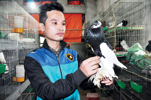 Hiện trang trại của anh Nam đang nuôi 120 cặp chim bồ câu kiểng, trong đó có nhiều loài quý hiếm được nhập về từ Mỹ, Italia, Hà Lan… “Nhiều người bảo ở quê còn không lập nghiệp được thì lên Thủ đô chắc chắn sẽ thất bại, nhưng tôi đã chứng minh cho mọi người thấy: quyết chí ắt sẽ làm giàu” – anh Nam nói.