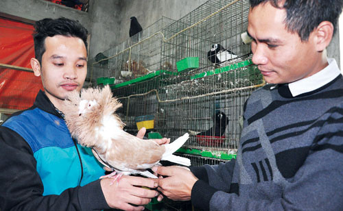 Tuy là trang trại bồ câu kiểng nổi tiếng, nhưng Nam cũng đang gặp không ít khó khăn do địa điểm chăn nuôi phải đi thuê nên không thể làm giấy tờ chứng nhận cho trang trại. Vì thế, để mở rộng chăn nuôi, Nam đang ấp ủ ý định sẽ đầu tư một trang trại lớn hơn trên chính quê mình.
