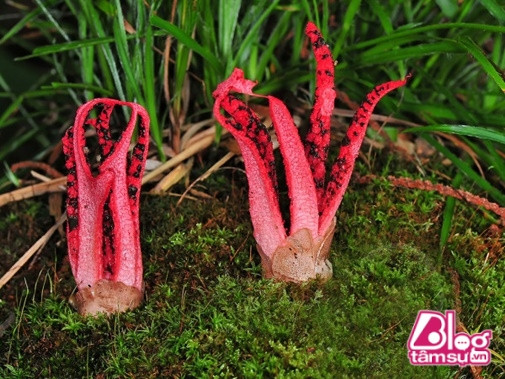 Mặc dù không phải là nấm độc nhưng mùi của nó hết sức hôi thối. Mục đích của chúng là dùng thứ mùi kinh dị đó để thu hút ruồi, nhặng, giúp chúng phân tán bào tử.