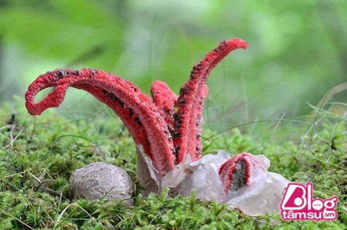 Bởi có ngoại hình kinh dị giống bàn tay người, nên loài nấm này có tên nấm ngón tay quỷ (Clathrus archeri).