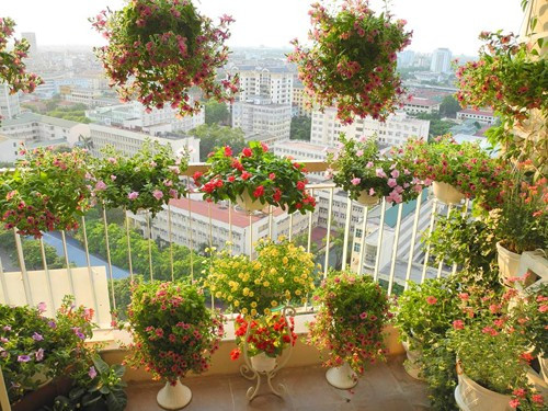 Ban công tầng 18 ngập hoa khiến ai cũng phải lòng ở Hà Nội Chị Nguyễn Hương Giang (Cầu Giấy, Hà Nội) bắt đầu trồng hoa ở ban công chung cư vào năm 2011. Nhìn vườn hoa xinh xắn của chị, mọi người đều cảm nhận được sự tinh tế, chu đáo của người phụ nữ làm nghề kế toán nhưng lại rất lãng mạn.
