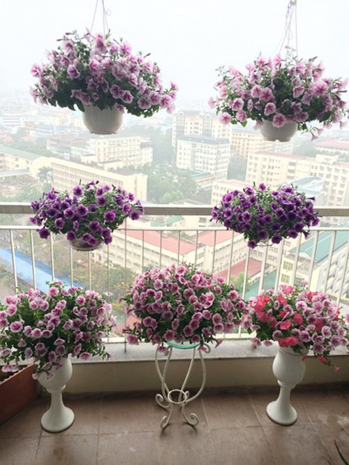 Chị Giang từng trồng rất nhiều loại như thanh tú, hoa hồng, đồng tiền, hướng dương, mõm sói, dừa cạn... nhưng chị thích và trồng nhiều nhất là dạ yến thảo.