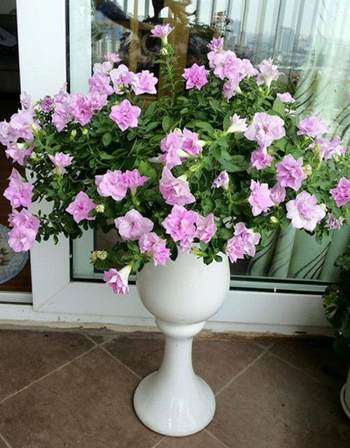 Diện tích ban công chỉ có 8m2, đặt được 20 chậu hoa. Ban đầu, chị Giang trồng hoa phong lan nhưng không thành công vì nhà hướng Tây nắng nóng. Bởi vậy, chị chuyển sang trồng dạ yến thảo, phong lữ, triệu chuông...