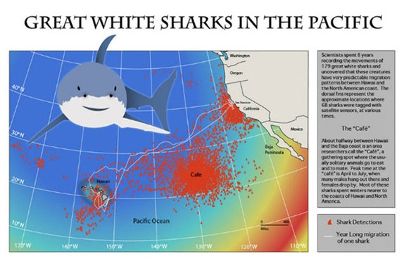 Có một khu vực được gọi là "White Shark Cafe" nơi cá mập trắng khổng lồ tụ tập. Cá mập trắng khổng lồ tập trung ở một khu vực sâu của Thái Bình Dương và được biết đến với cái tên "White Shark Cafe". Các nhà khoa học không chắc chắn chính xác lý do tại sao những con cá mập này làm điều đó, mặc dù nghiêng về suy đoán chúng tụ tập vì thức ăn hoặc giao phối.
