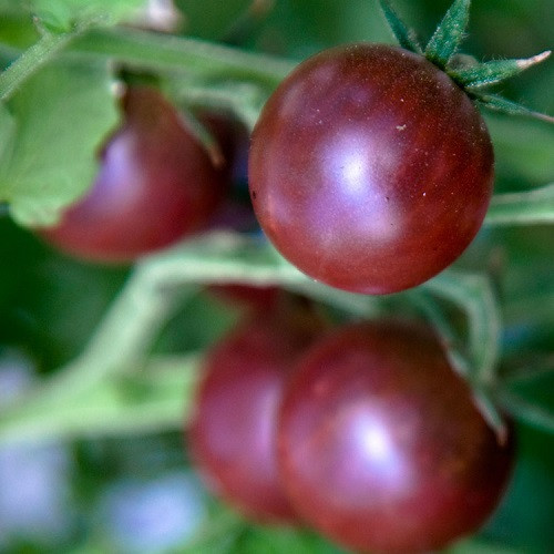 6. Cà chua bi socola (Cherry chocolate) Nếu là “fan” cuồng của các loại cà chua thì bạn chắc chắn không thể bỏ qua giống cà chua bi socola với hương vị đậm đà hấp dẫn này. Cái tên "bi socola" nghe lạ lạ cũng xuất phát từ kích thước nhỏ xinh và màu sắc "quyến rũ" của loại quả này.