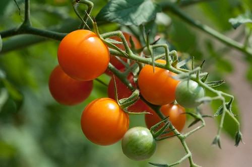 5. Cà chua anh đào (Sungold) Sungold hay còn gọi là cà chua anh đào, là loại cà chua được ưa chuộng nhất hiện nay. Đây cũng chính là người anh em “nhỏ mà có võ” trong họ nhà cà chua, bởi kích thước tuy nhỏ nhưng độ đường rất cao và hương vị thì “không chê vào đâu được”.