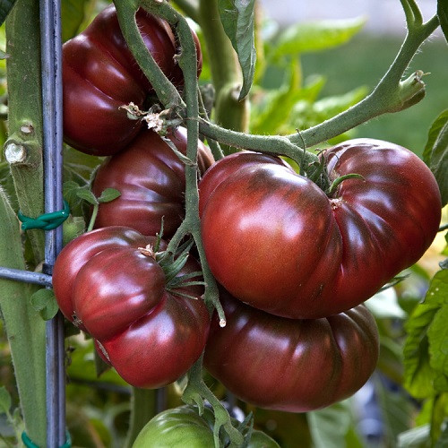 1. Cà chua đen (Black Krim) Đây là loại cà chua có nguồn gốc từ Đông Âu, có màu đỏ tía sẫm như màu rượu vang và kích cỡ trung bình so với các giống cà chua thông thường. Ruột quả có màu đỏ tươi, mọng nước, vị ngọt ngào với hàm lượng dinh dưỡng cao. Không những rất tốt với sức khỏe, cà chua đen còn có lợi cho người bị tiểu đường, giúp hạn chế lượng đường dư, cũng như giảm tỷ lệ mắc bệnh ung thư. Cà chua đen tuy hơi khó trồng để lấy quả, nhưng nếu biết cách chọn hạt giống, gieo trồng và chăm sóc đúng kỹ thuật thì cây sẽ phát triển rất nhanh và đẹp.