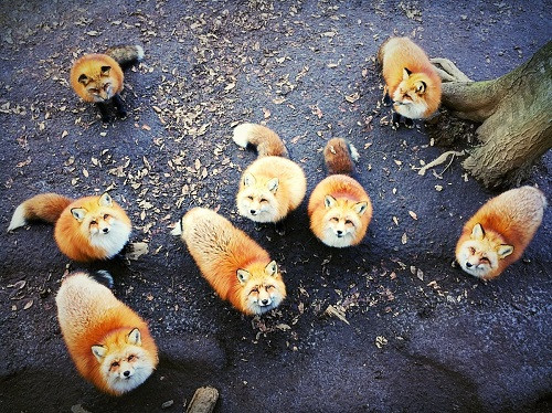 Chủ đề Động vật: ảnh chụp bầy cáo tại làng Fox Village, quận Miyagi, Nhật Bản.