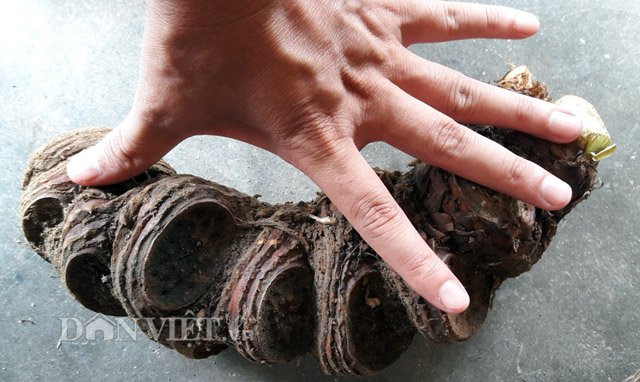 Gọi là sâm “bảy lá”, hay "thất diệp nhất chi hoa", theo lời giải thích của người dân địa phương là bởi nó có "7 lá và 1 hoa". Còn người dân ở dãy núi Hoàng Liên Sơn thì dựa vào công dụng chữa được rắn cắn gọi nó là "cây rắn cắn". Tên khoa học của loại sâm này là Paris polyphylla Smith, thuộc họ hành, tỏi.