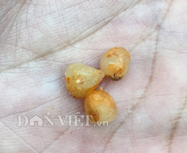 Theo một số tài liệu y học thì sâm bảy là là loại cây thuốc quý được chế biến để chữa được nhiều bệnh, như: Rắn độc cắn động kinh, viêm phổi và viêm họng... Đặc biệt gần đây, qua nghiên cứu đã tìm thấy trong thành phần của cây này còn có nhiều hoạt chất quý tác dụng đặc biệt tốt cho những bệnh nhân mắc ung thư. Vì vậy phía Trung Quốc thu mua rất mạnh, với giá có thời điểm lên đến cả triệu đồng/kg cây tươi.