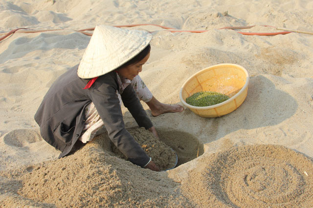 Theo lời anh Bình, đậu xanh mua về để làm giá, sau khi được ngâm trong nước sạch từ 3-5 giờ và loại bỏ những hạt kém chất lượng (là những hạt lép nổi lên trên mặt nước, bị thẫm màu)... sẽ được tìm chọn một chỗ cát sạch để gieo.