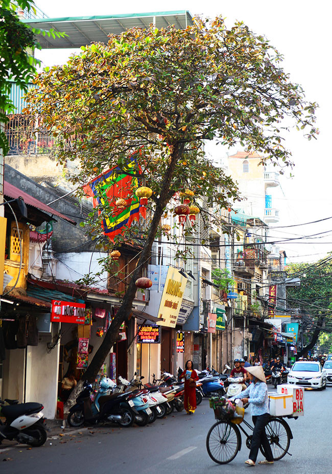 Cây bàng trên phố Lương Văn Can xoè tán lá rực rỡ đón nắng vàng.