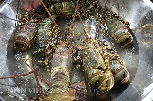"Vua" hải sản biển Giàu chất bổ dưỡng và chất lượng thịt ngon đến "miễn chê" nên tôm hùm được nhiều ngư dân ví gọi là "vua" hải sản. Theo nhiều ngư dân Quảng Ngãi, tôm hùm đánh bắt được tại vùng biển trong tỉnh có trọng lượng khi trưởng thành từ 0,4-1kg/con.