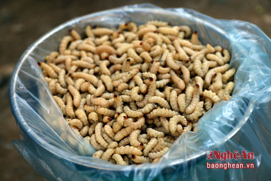 Giá từ đầu mùa tới nay là 250 nghìn/kg. Theo các tiểu thương cho biết, hàng ngày họ đều thu mua 1 lượng lớn sâu măng nhưng vẫn không đủ cung cấp cho người tiêu dùng.