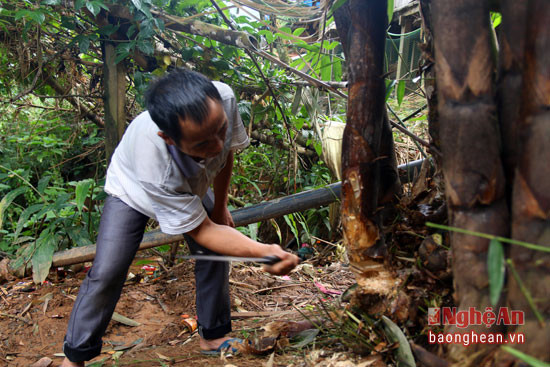 Khi phát hiện ra cây có sâu người ta mới đốn hạ cây măng. Tuy nhiên, lượng sâu ít hay nhiều còn tùy thuộc vào sự "may mắn".