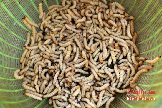 Khi chế biến, chỉ cần nhúng sâu qua nước sôi nóng rồi đem rang, xào nhanh trong 1-2 phút.