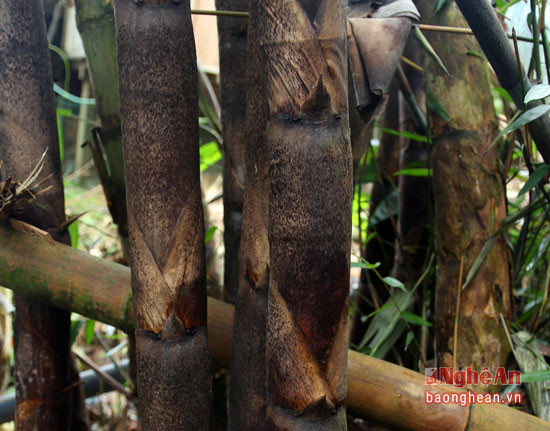 Thực tế, để bắt được loại sâu này không hề dễ, chỉ những người giàu kinh nghiệm và tinh mắt mới phát hiện ra được. Những người đi 'săn' sâu ở xã Tây Sơn (Kỳ Sơn) "bật mí", nhìn cây măng có nhiều đốt ngắn có thể đoán biết được trong đó có sâu.