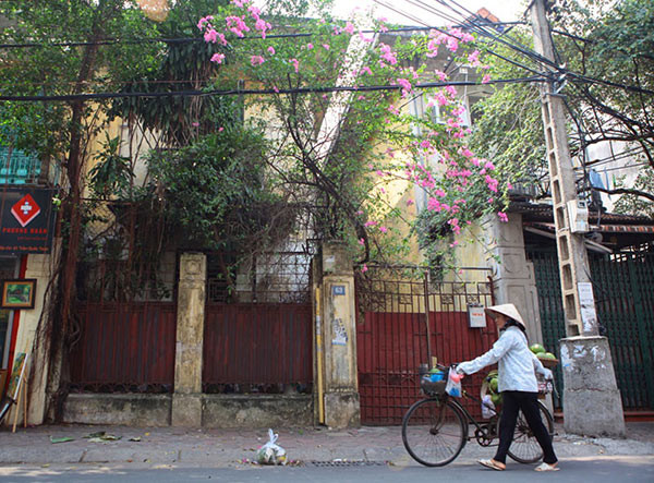 Không ồn ào, náo nhiệt như những mùa hoa loa kèn, hoa cải hay hoa đào đón Tết khiến người người đổ xô đi chụp ảnh, hoa giấy mang đến cảm giác thanh thản và nhẹ nhõm.