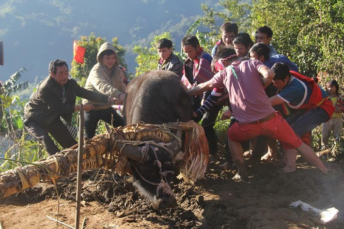 Đây là lần đầu tiên sau 9 năm, xã miền núi này mới có lễ đâm trâu đầu năm. Từ đêm mùng 10 tháng Giêng, người dân cả xã đã kéo về thôn 3 ăn cơm tại 2 hộ này, uống rượu cần và đánh chiêng suốt đêm.