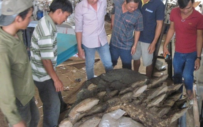 Trước đó, một hộ dân Đắk Lắk cũng tìm được cây nấm linh chi khổng lồ (nặng 220kg, dài 1,7m, rộng 1,2m, cao 60 cm), thu hút nhiều người hiếu kỳ đến xem.
