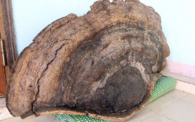 Thân cây nấm khổng lồ này có toàn bộ 7 nhánh, ước chừng nặng hơn 70kg. Trong đó, nhánh cây nấm lớn nhất nặng 51,3kg, có chiều dài 1,2m, rộng 0,5m, cao 0,65m. Nhánh cây nấm nhỏ nhất to bằng chiếc mũ cối khoảng 30-40cm.