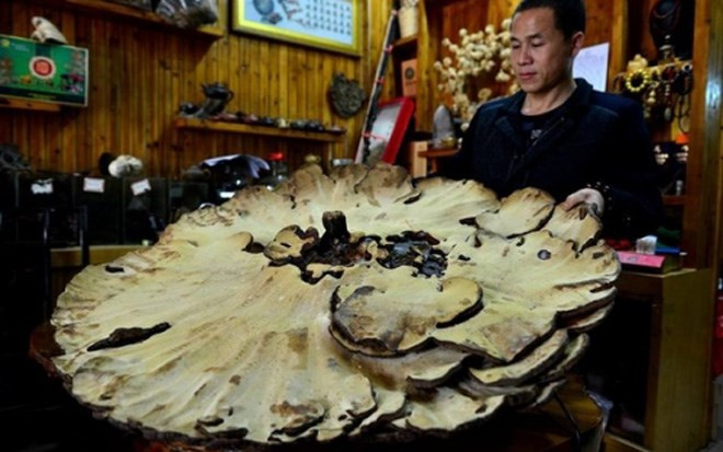 Nấm linh chi là loài nấm thân gỗ quý hiếm, được sử dụng làm thuốc cổ truyền tại nhiều quốc gia, có tác dụng bổ khí an thần, ổn định huyết áp.