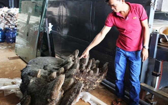 Đã có người hỏi mua tai nấm linh chi nặng 220kg này với giá hàng tỷ đồng nhưng chủ nhân vẫn chưa bán.