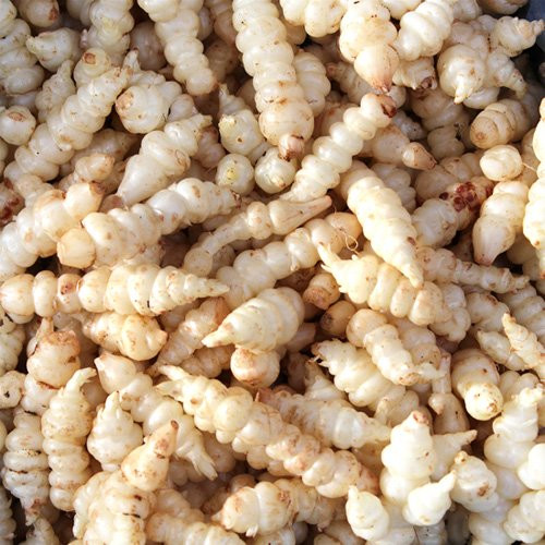 Loại atiso lạ này có thể dùng để ăn sống như cà rốt hoặc xào, hấp trong các món súp và các món ăn của Pháp. Chúng được ngâm với rượu ở các nước Châu Á. Chúng thường được thu hoạch vào cuối mùa thu. Sau khi thu hoạch, chúng thường được kỳ cọ sạch sẽ trước khi tiêu thụ.