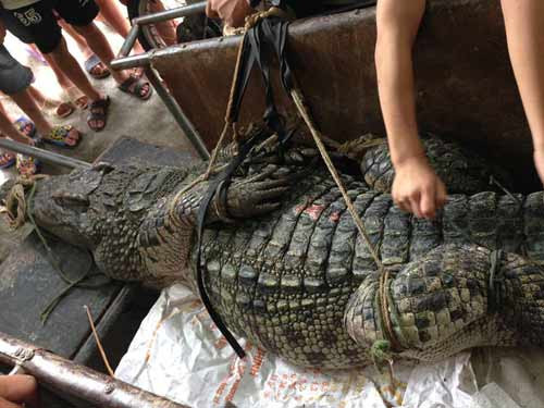Con cá sấu bị trói lại để trên xe kéo.